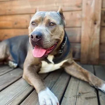 User experiencing the betting app on mobile